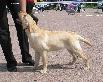 labrador Янки Гудвилл Желанная