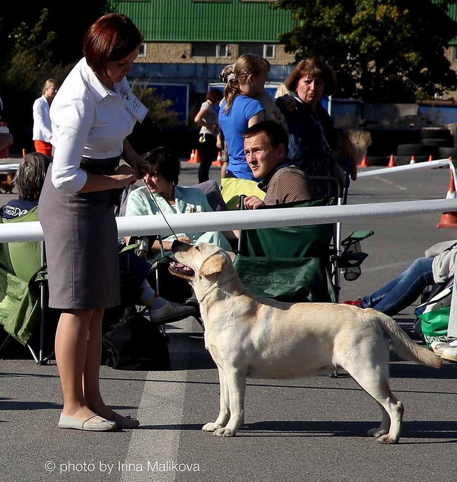 labrador_mari2.jpg