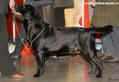 Лабрадор Labrador YANKEE GOODWILL NAMED MASTERCARD 1,5 years old