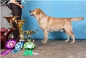 Лабрадор Labrador