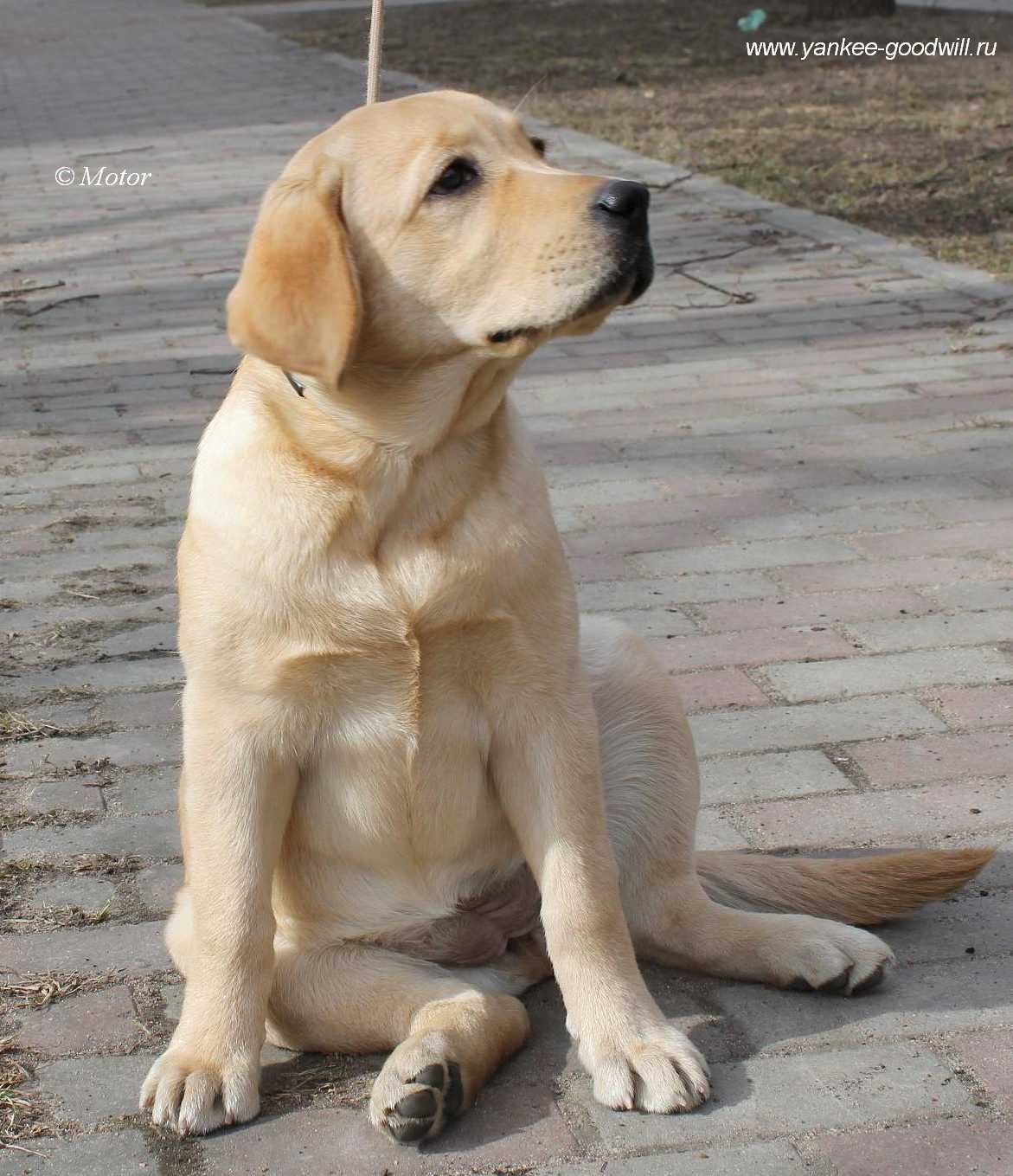 labrador_miss.jpg