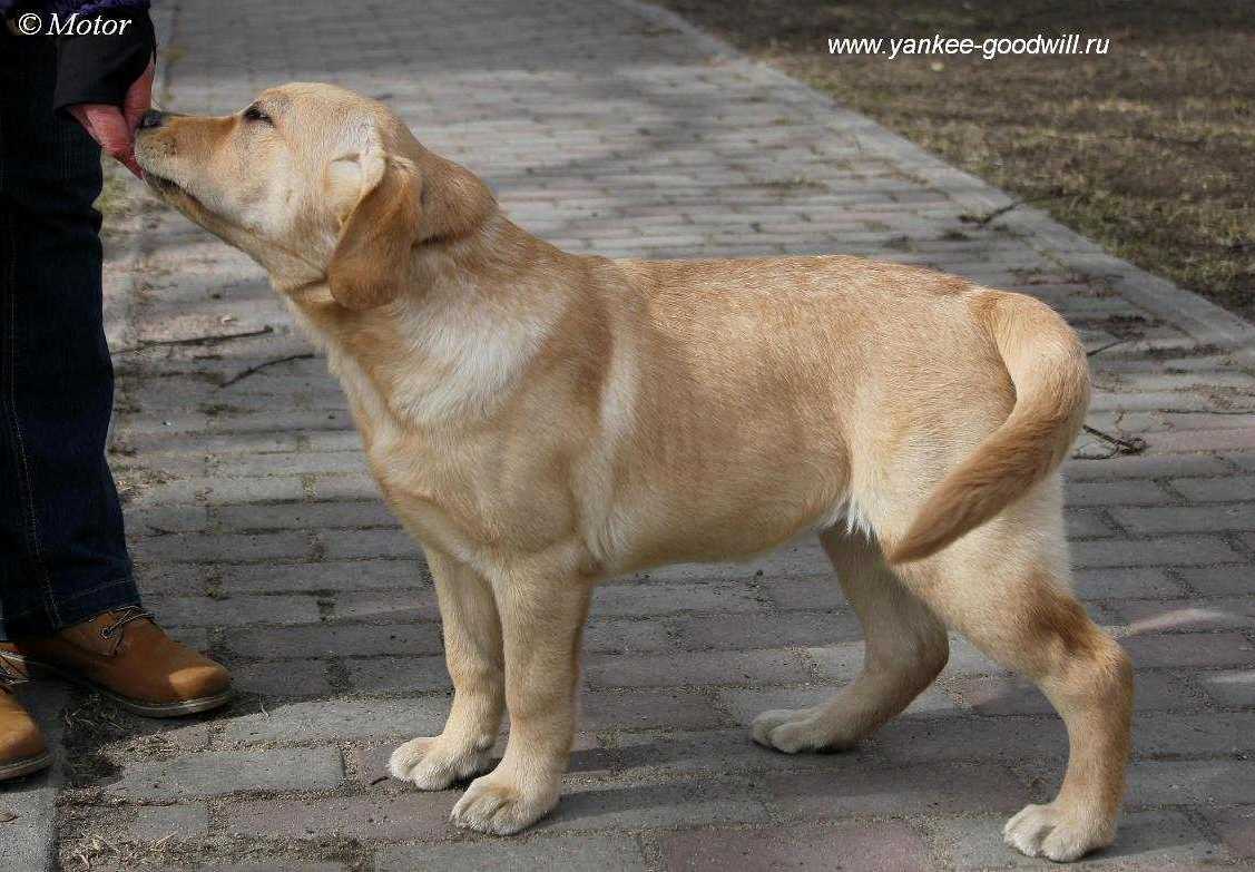 labrador_miss3.jpg