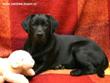Лабрадор Prima Magic Illusion Labrador