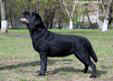     Labrador