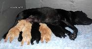 ����� ���������  ���� ������� Labrador puppies YANKEE GOODWILL