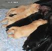 ����� ���������  ���� ������� Labrador puppies YANKEE GOODWILL