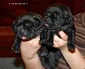 ����� ���������  ���� ������� Labrador puppies YANKEE GOODWILL
