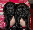����� ���������  ���� ������� Labrador puppies YANKEE GOODWILL