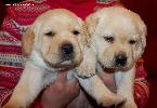����� ���������  ���� ������� Labrador puppies YANKEE GOODWILL