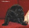 ����� ���������  ���� ������� Labrador puppies YANKEE GOODWILL