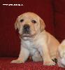 ����� ���������  ���� ������� Labrador puppies YANKEE GOODWILL