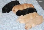 ����� ���������  ���� ������� Labrador puppies YANKEE GOODWILL