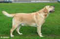  White Wing American Spirit labrador 