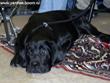 Лабрадор Perry Black Harvy Labrador
