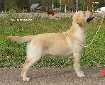 labrador Янки Гудвилл Империя