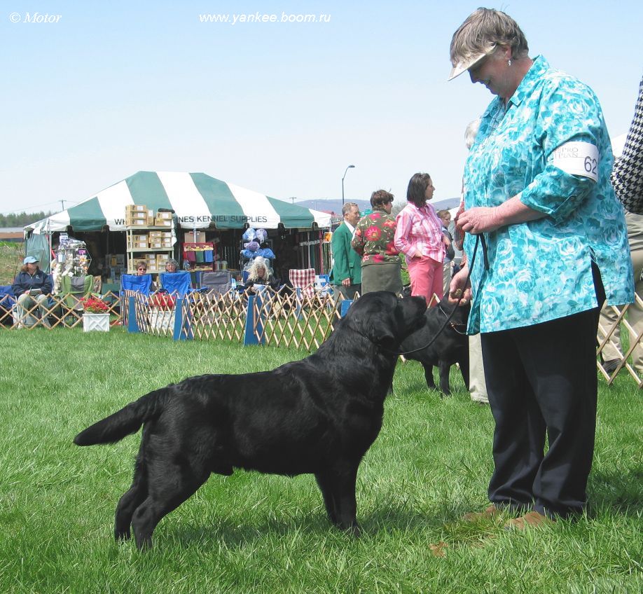 Devonsleigh kennels sales