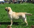 Labrador Potomac  