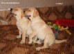   Labrador Puppies