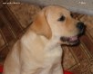   Labrador puppies