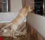 Щенки лабрадора Labrador puppies