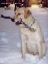 Лабрадор Labrador