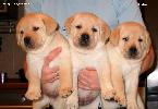      Labrador puppies YANKEE GOODWILL