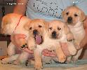      Labrador puppies YANKEE GOODWILL