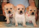      Labrador puppies YANKEE GOODWILL