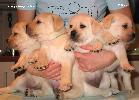      Labrador puppies YANKEE GOODWILL