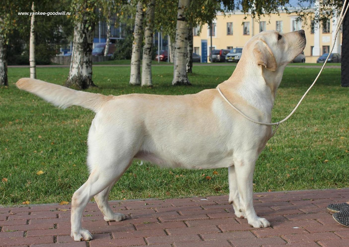 labrador_sima3.jpg