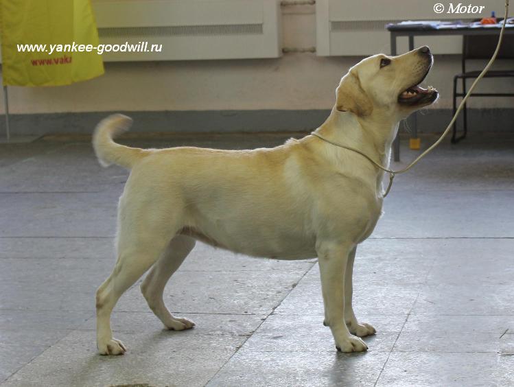 labrador_sima4.jpg