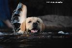 labrador лабрадор Симба