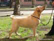 Labrador Yankee Goodwill Sindirella 18 month old