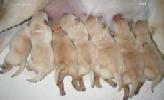   Labrador puppies