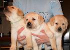      Labrador puppies YANKEE GOODWILL