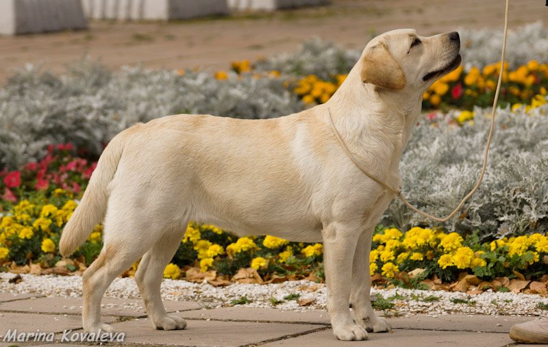 labrador_sunny3.jpg