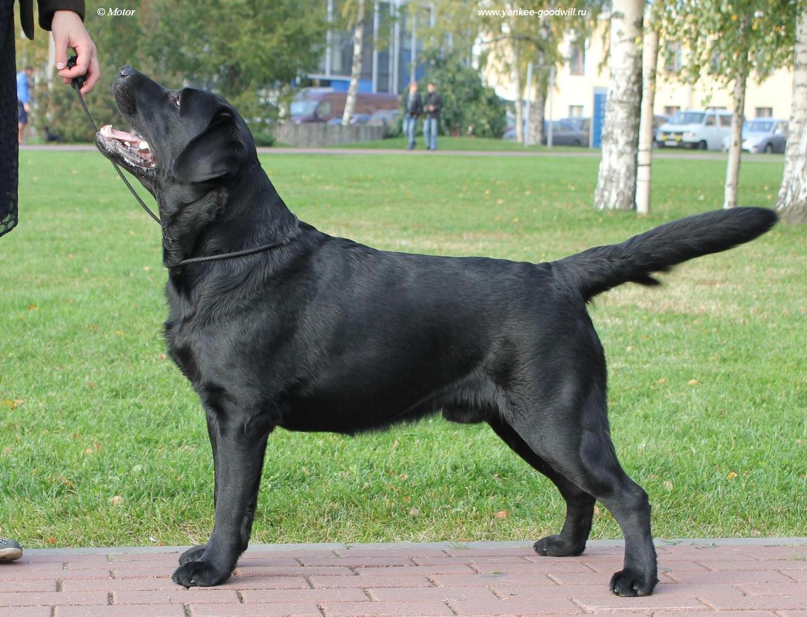 labrador_tery4.jpg