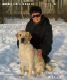 Лабрадор Терри Labrador