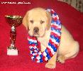 labrador YANKEE GOODWILL