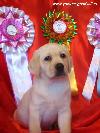labrador YANKEE GOODWILL