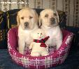 labrador YANKEE GOODWILL
