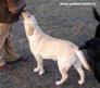 Labrador Лабрадор