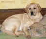 Лабрадор Labrador
