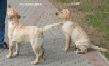   Labrador Puppies