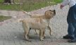   Labrador Puppies