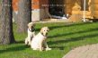   Labrador Puppies