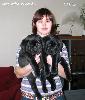 ����� ���������  ���� ������� Labrador puppies YANKEE GOODWILL