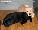 ����� ���������  ���� ������� Labrador puppies YANKEE GOODWILL