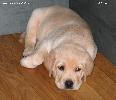 ����� ���������  ���� ������� Labrador puppies YANKEE GOODWILL