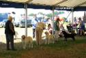 Labrador Windsor Show 